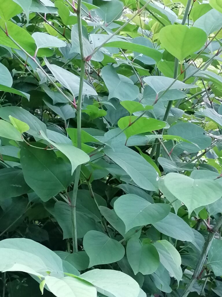 Japanischer Staudenknöterich - Fallopia japonica